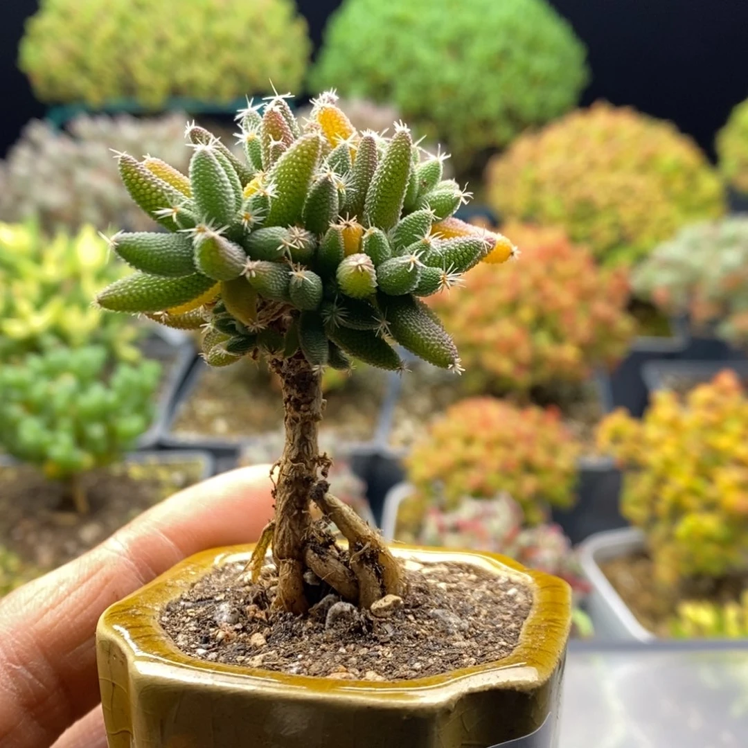 r***e385实生玉米。