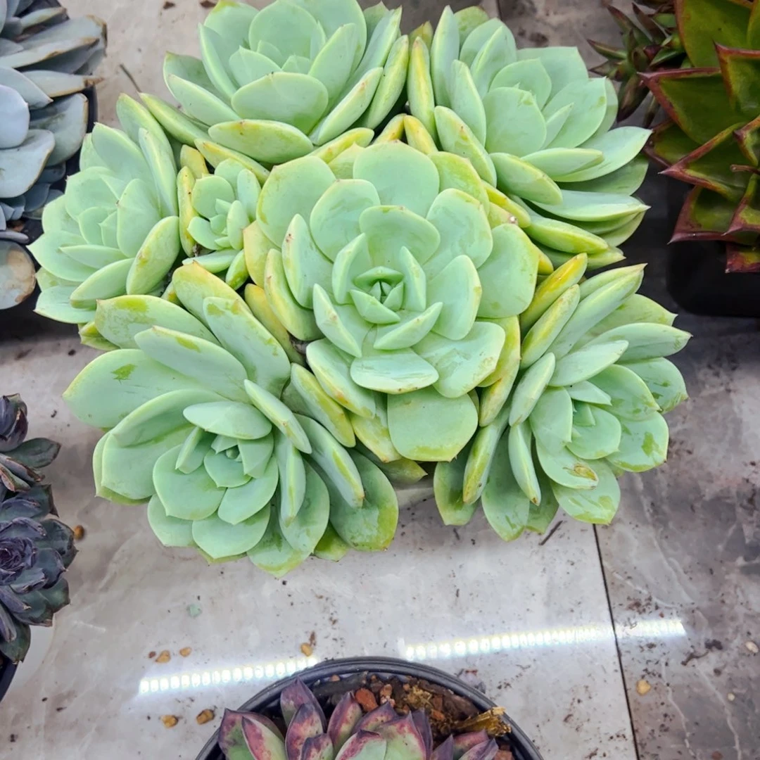 ·***汁多肉植物组合盆栽恋曲