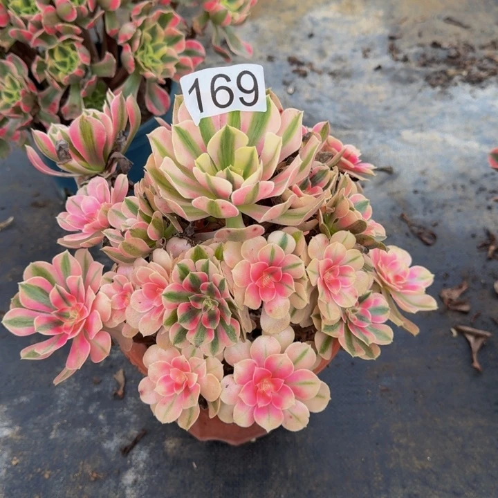 00000000000169女巫