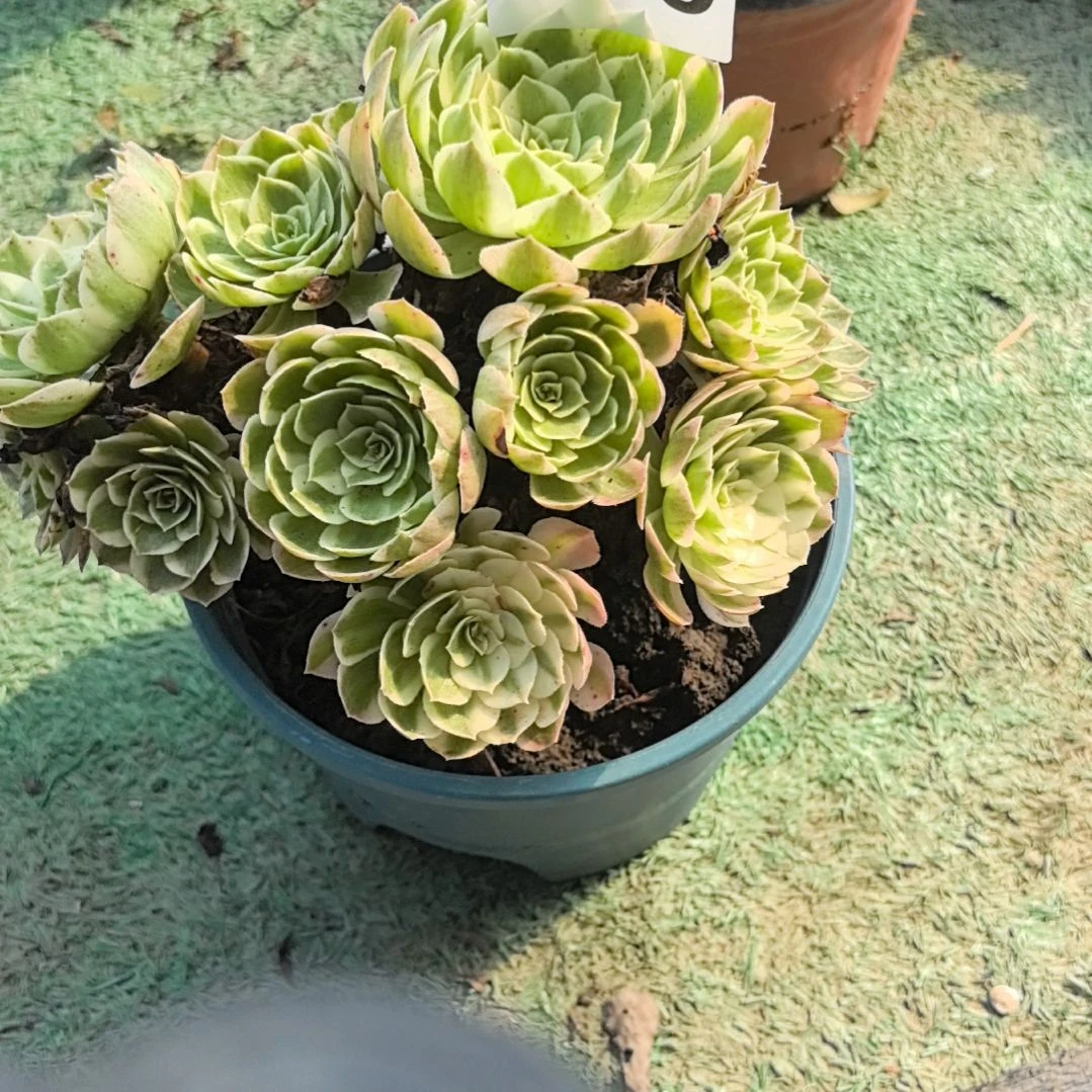 695粉体海王花2-9
