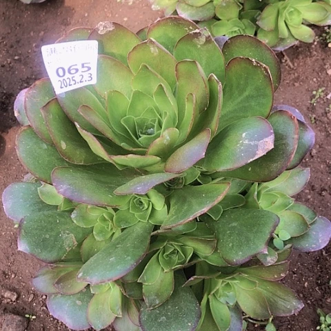 塞**雪2.3-65魅金多肉植物