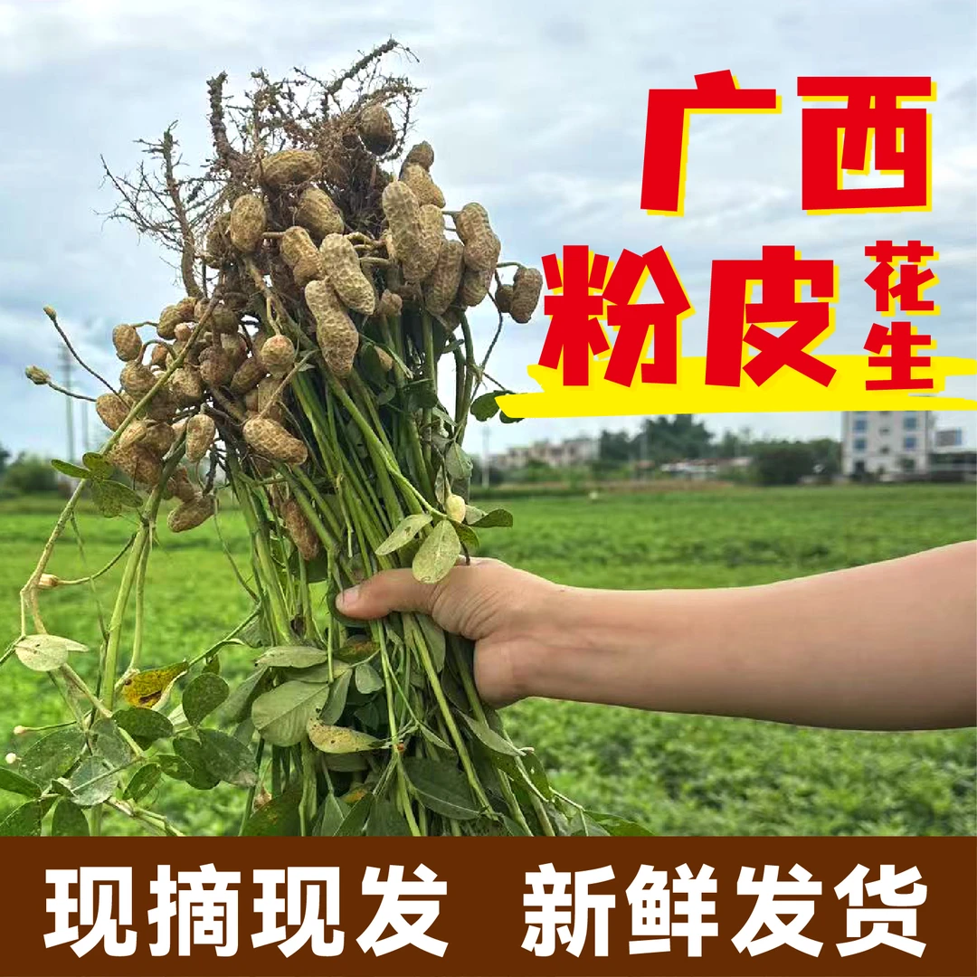 2025广西原产地新鲜粉皮花生 湿花生现摘带泥发货