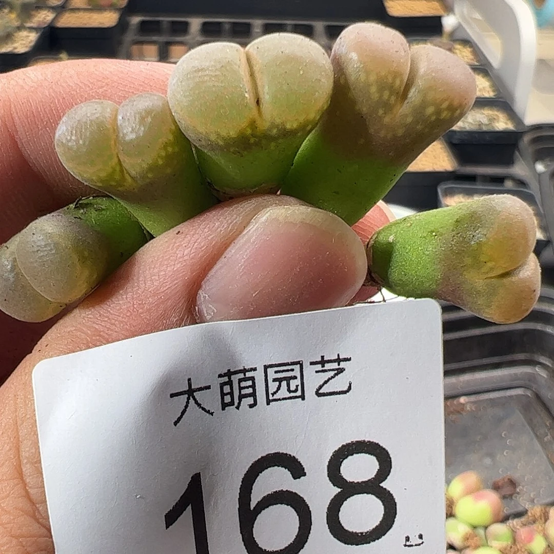 一物一拍。    168