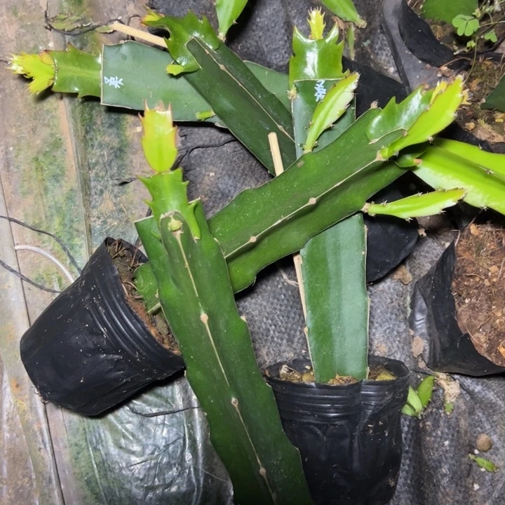 桑吉塔嫁接单片小破苗一颗 13.8