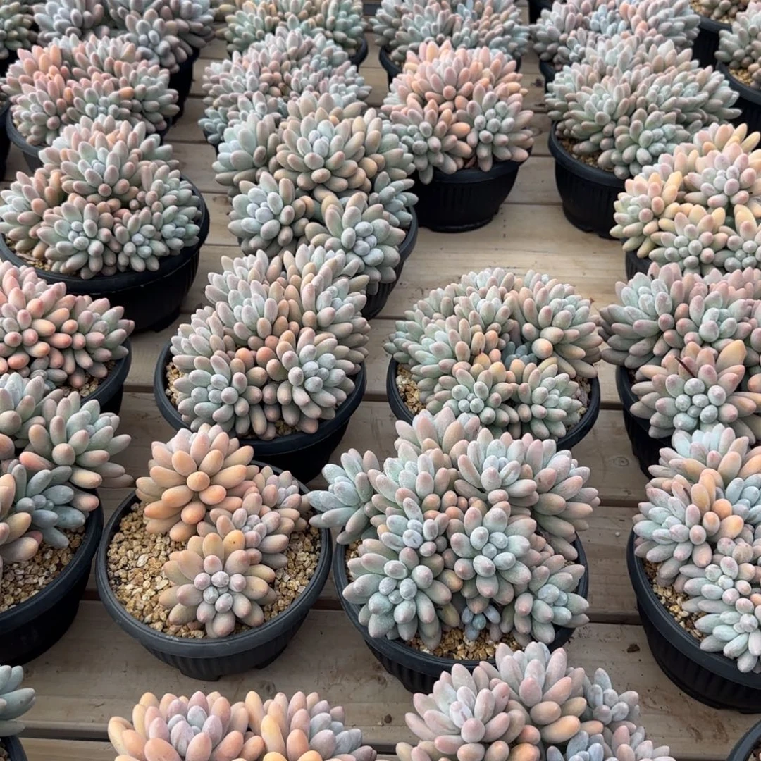 汤圆多肉植物多肉