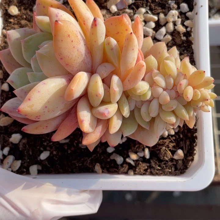 晕***u晕专拍橙梦露缀化一颗