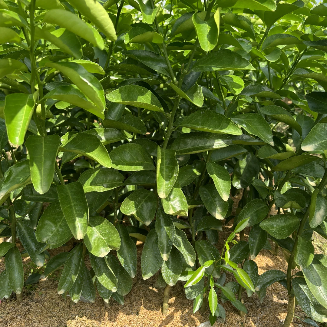 正宗沙糖桔嫁接苗（裸根）室内橘子柑橘