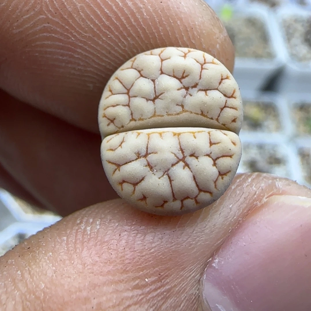 181 生石花大棚直播
