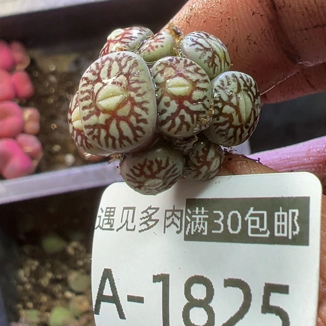 多肉植物11111111111111