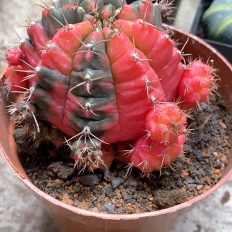 光辉仙人球15米仙人球