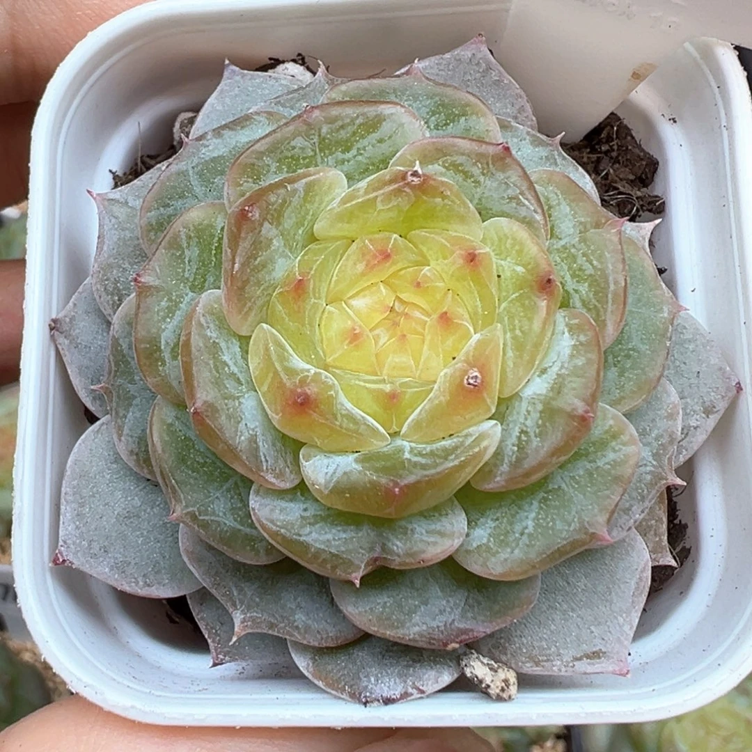 346号星野 晗雨多肉