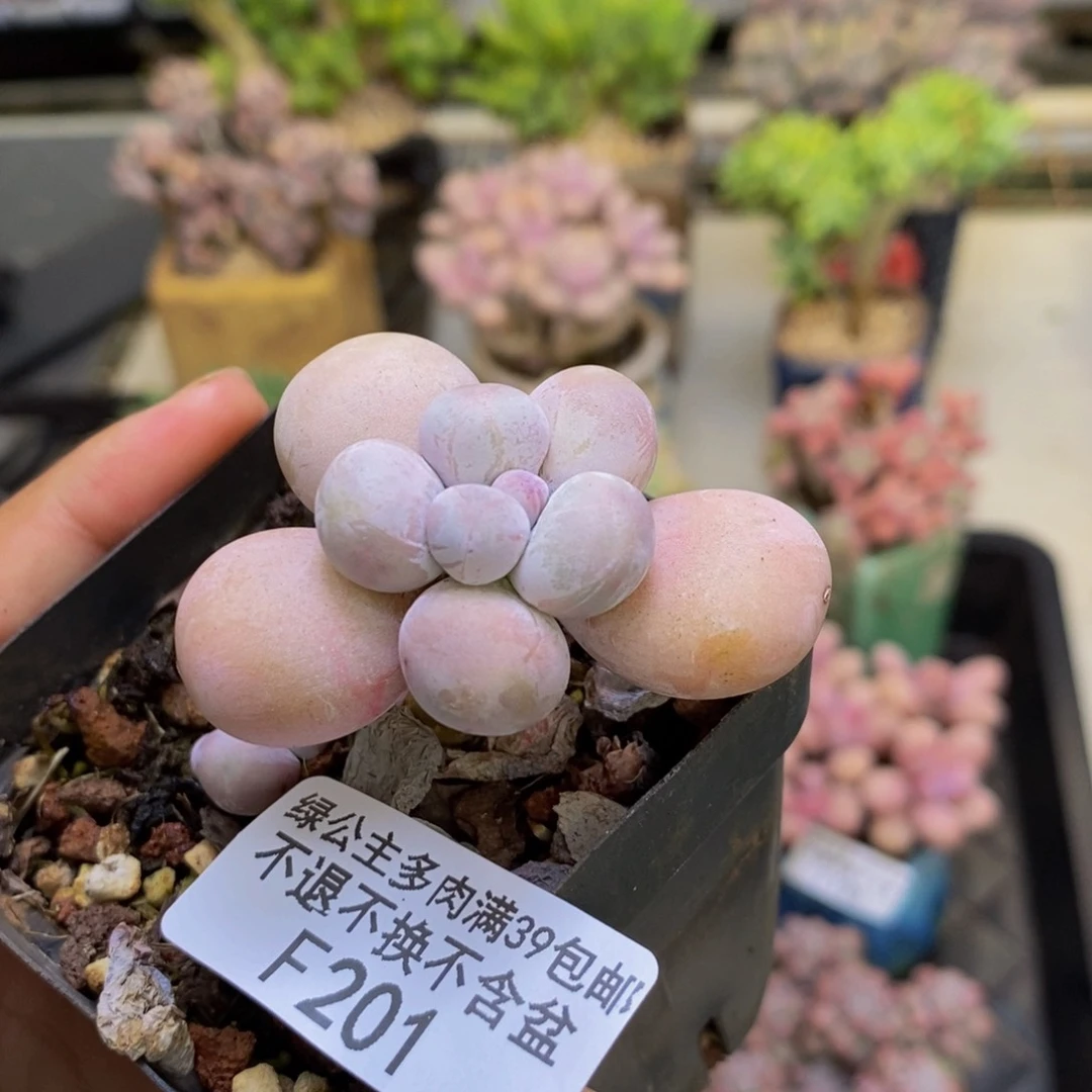 201橙奶多肉肉4c m