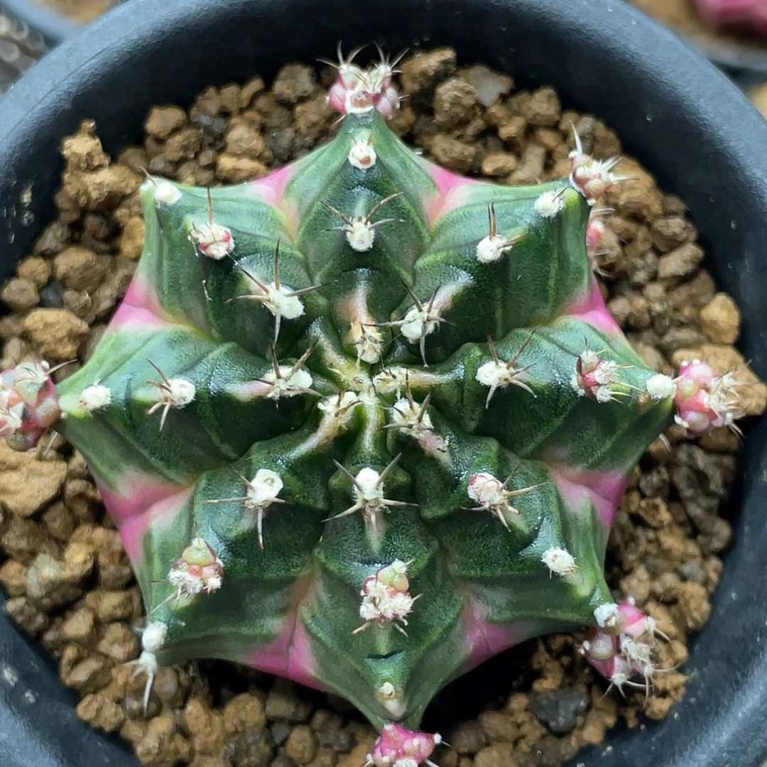 泰系名品侧芽，泡泡糖