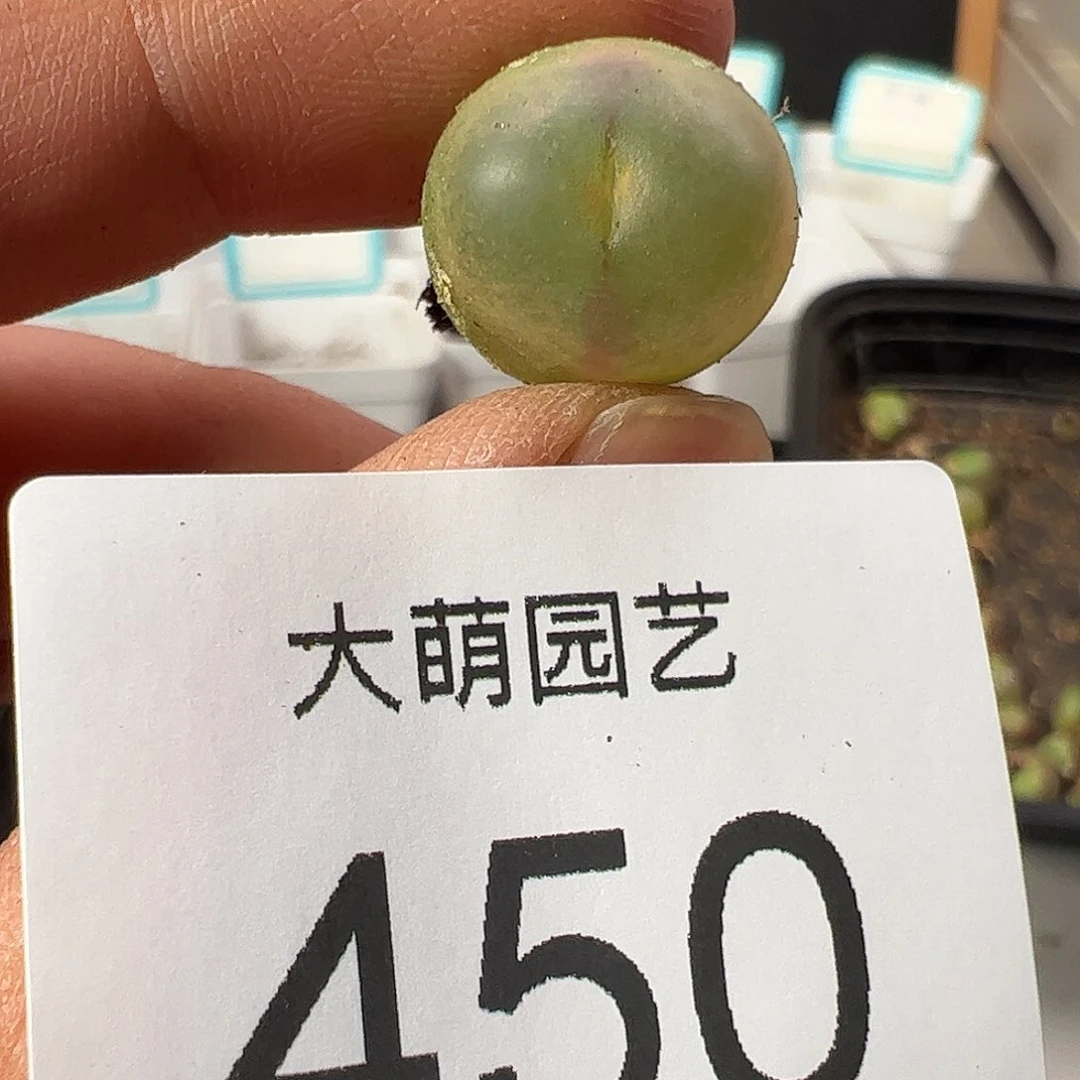 0000450 一物一拍……