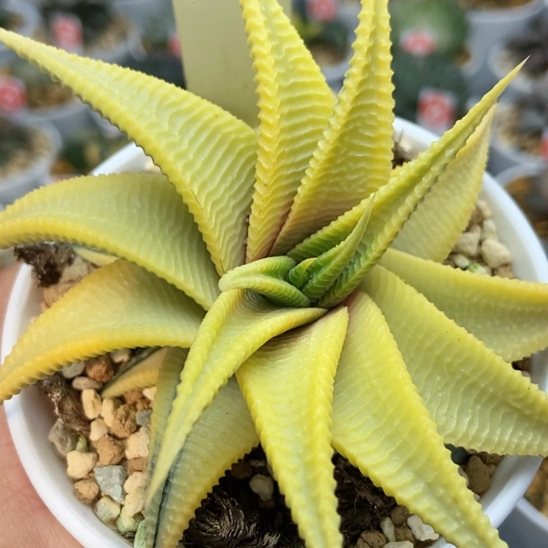 冰***心琉璃殿18111111111111