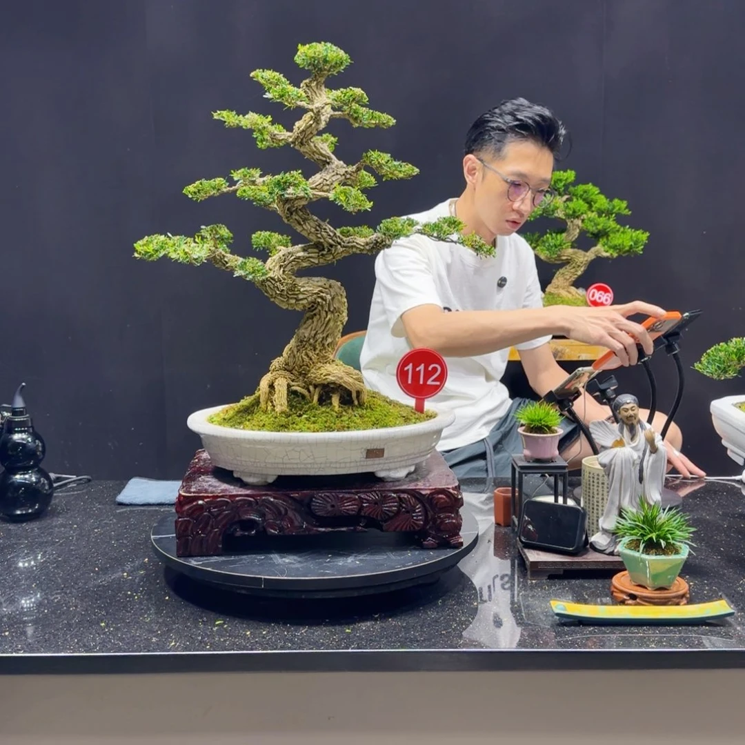 无花朵愤*黄杨室内室外盆景艺术