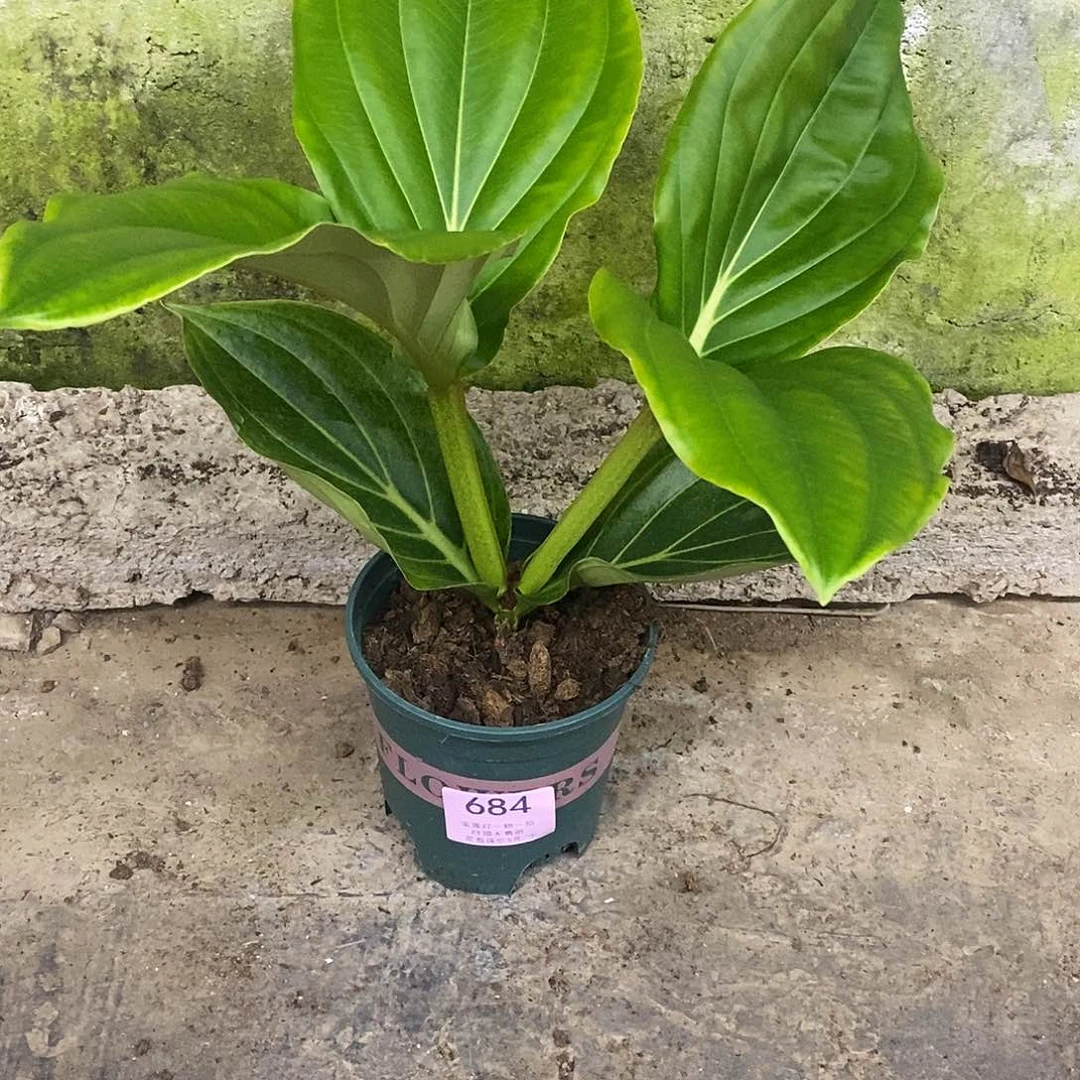 嗨*木本花卉684宝莲灯