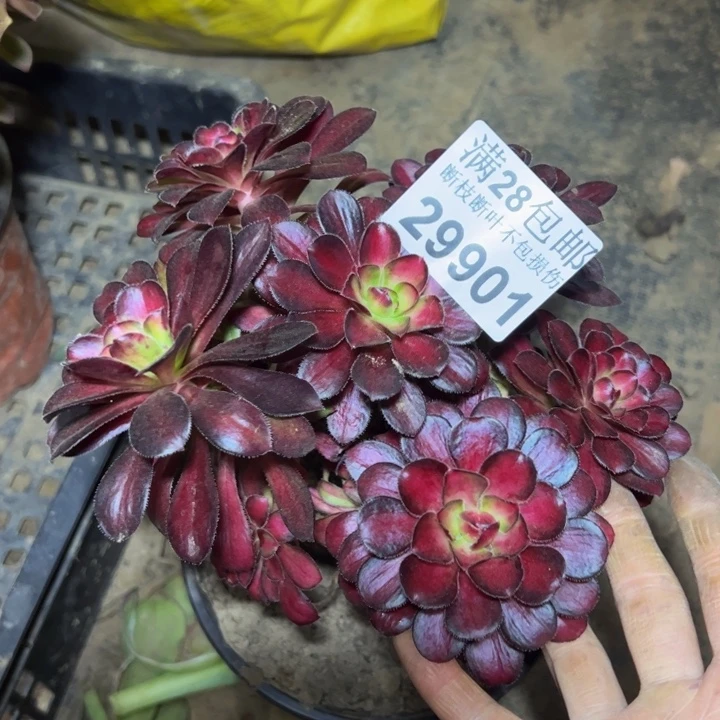 魔****纲29901魅力多肉植物