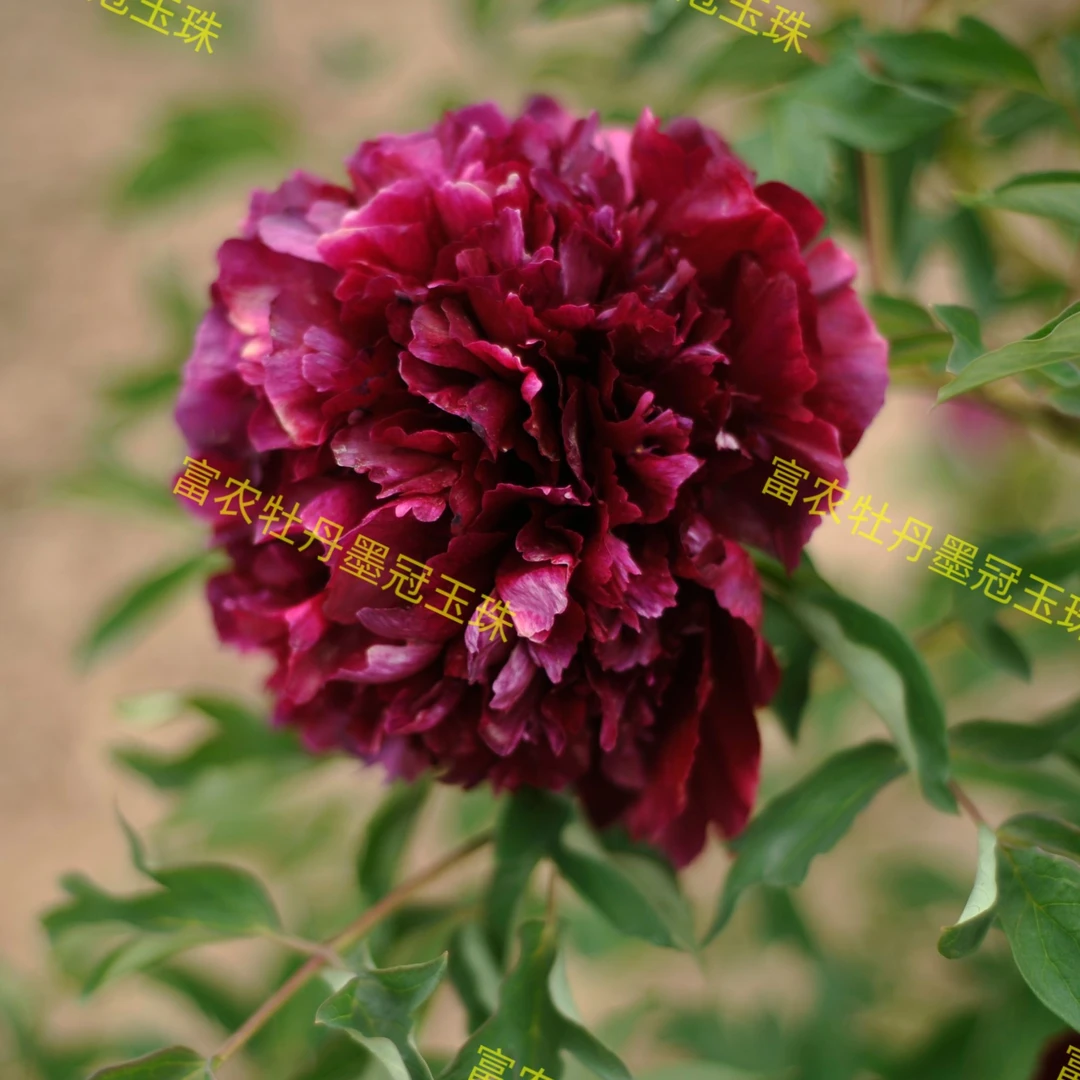 紫斑牡丹墨冠玉珠嫁接苗鲁冰花板栗树