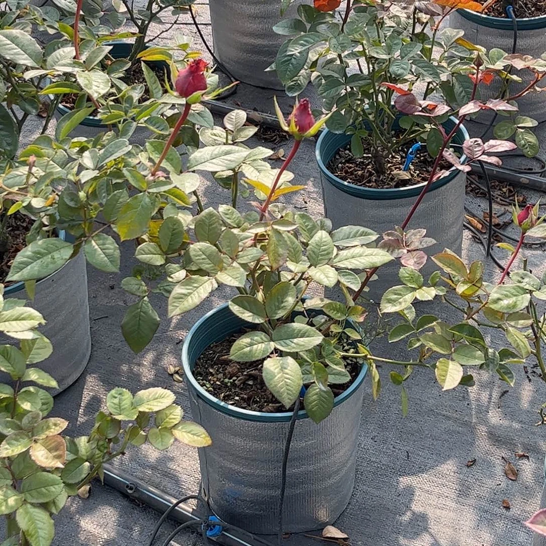 无花朵橘子汽水，1.8加仑土球发货