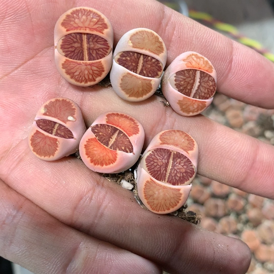 ?**屁E245多肉植物保护