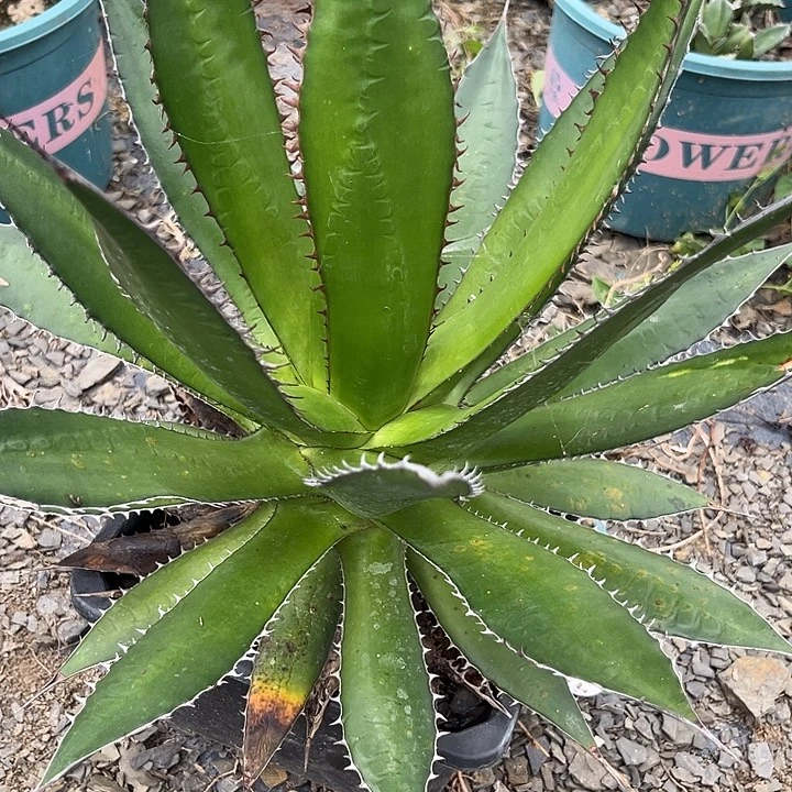 春***开2579000089000098890999