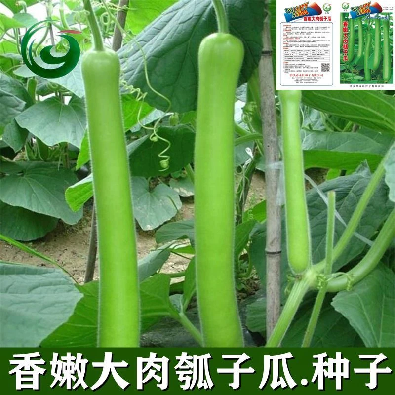 F213香嫩大肉瓠子瓜种子长瓠瓜水瓜蔬菜种子春秋新手易种爬藤