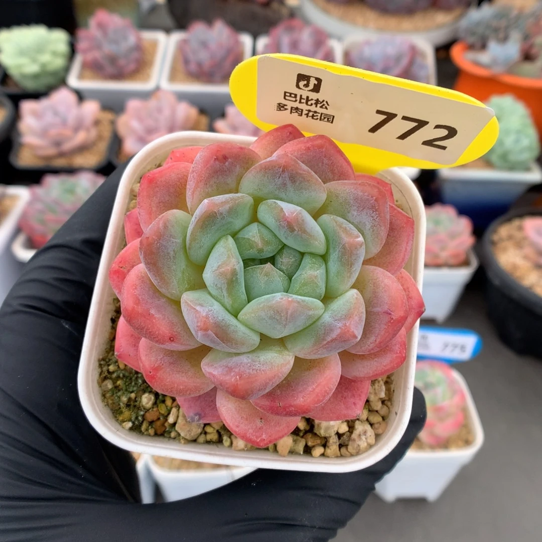 772 刚毅多肉多肉