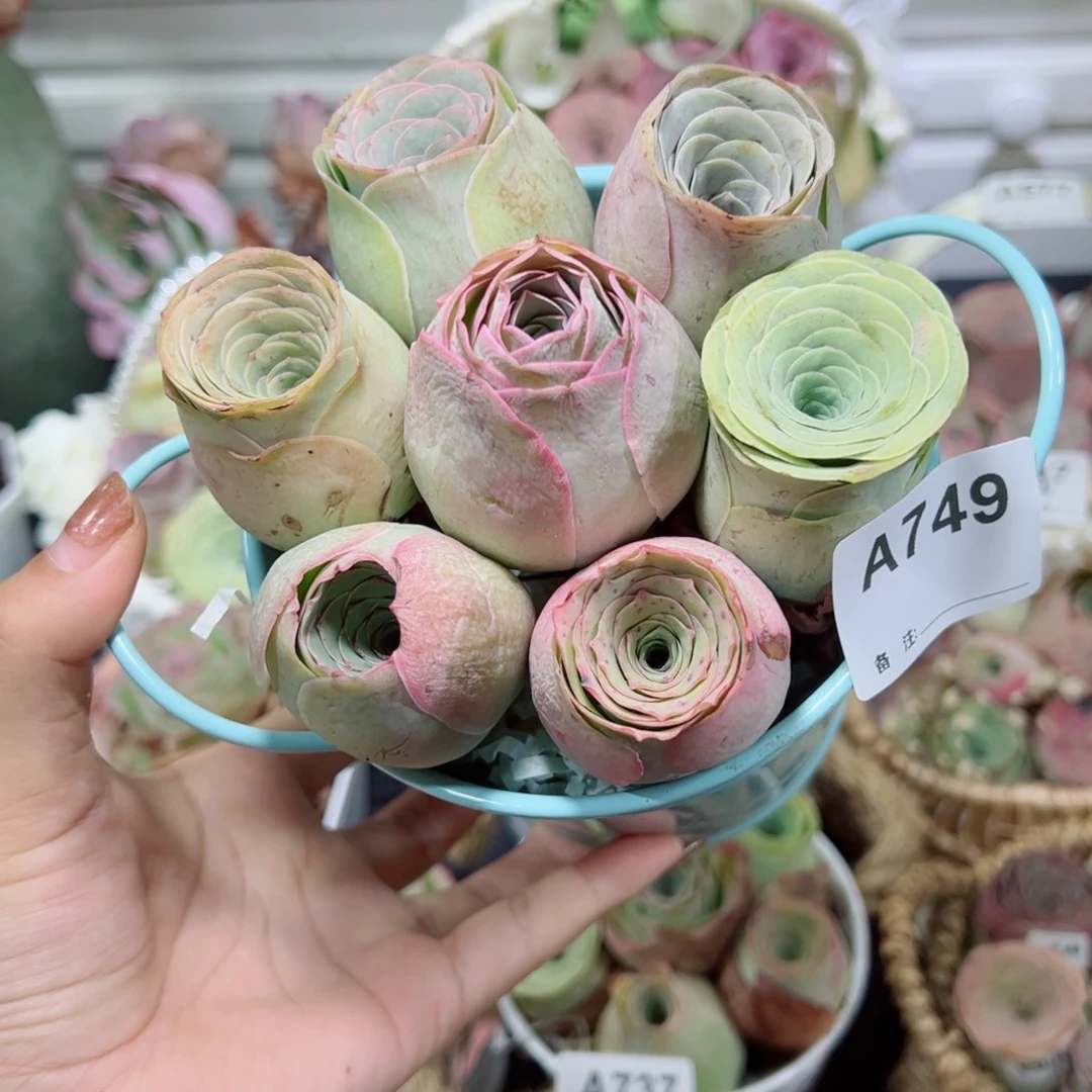 749一桶老桩混色玫瑰组合。