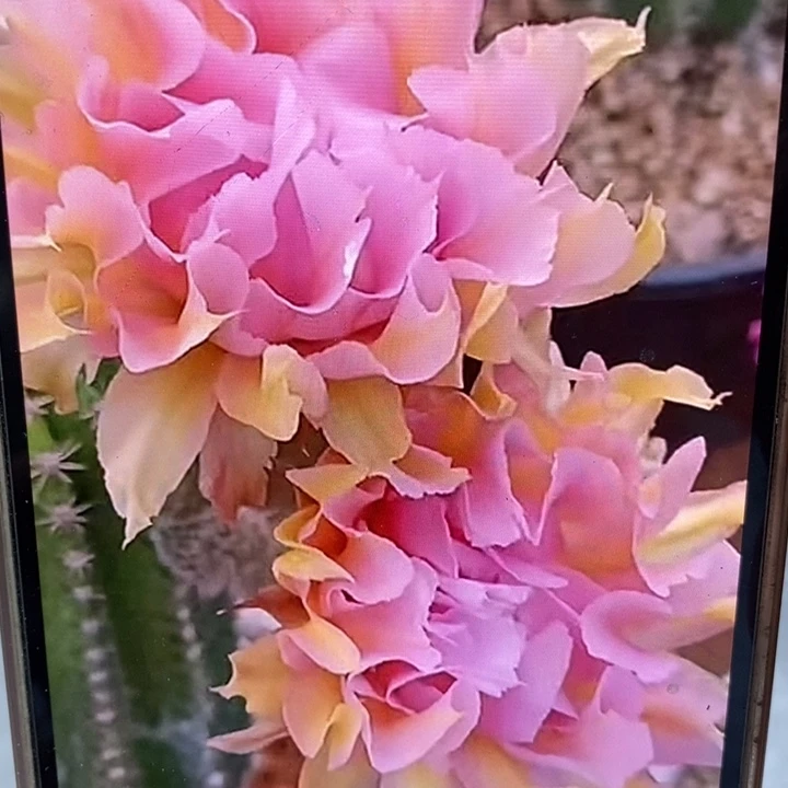 香香粉牡丹侧芽4.5公分左右