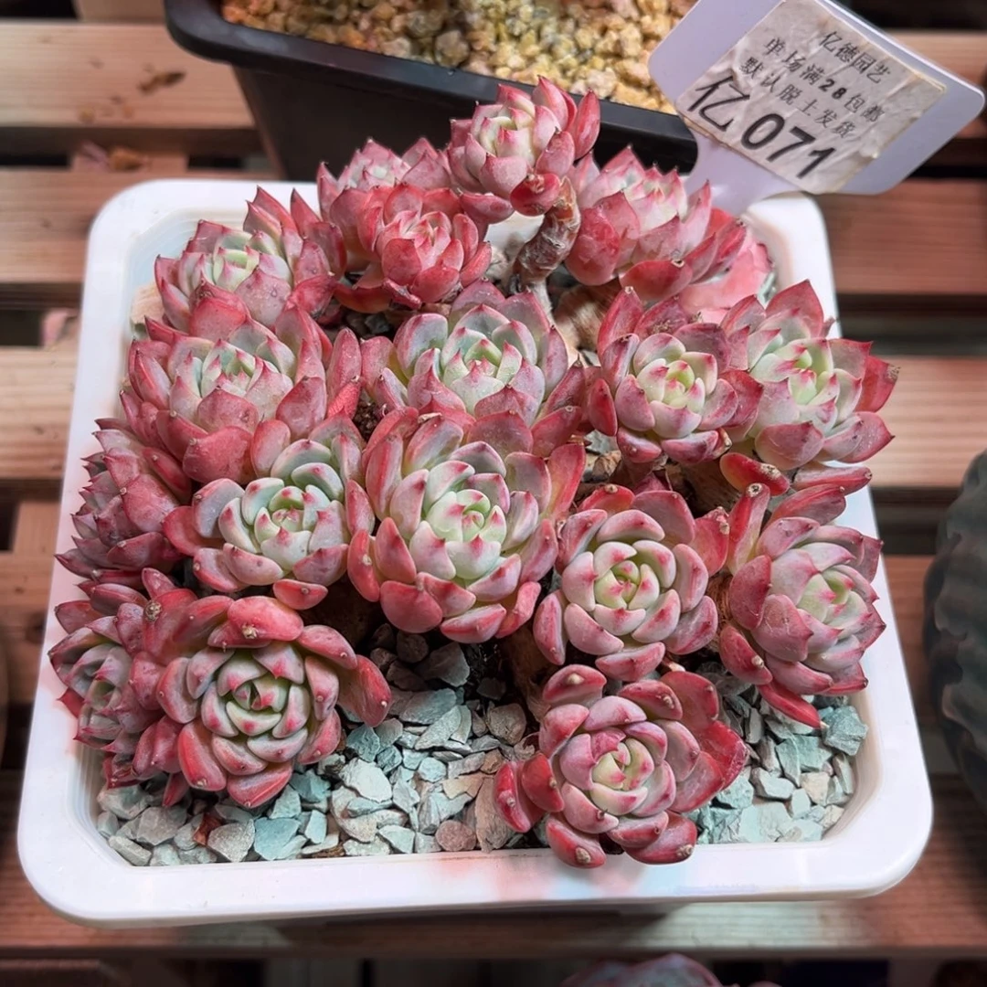 娜娜小沟多肉植物guilvbm