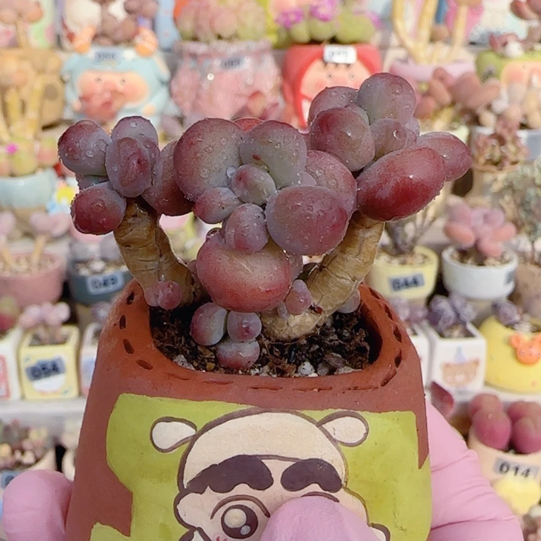 圆滚滚奶酪 盆口3.5cm