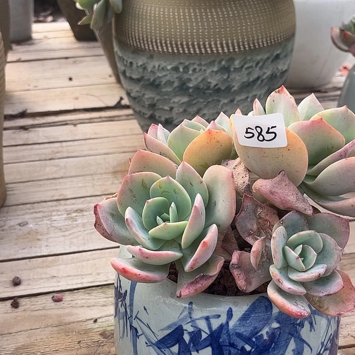 无***我585血凤脱土发贷不退不换