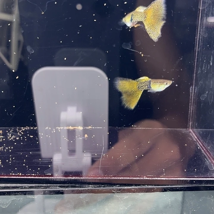 孔雀鱼黑金蕾丝两对8888888