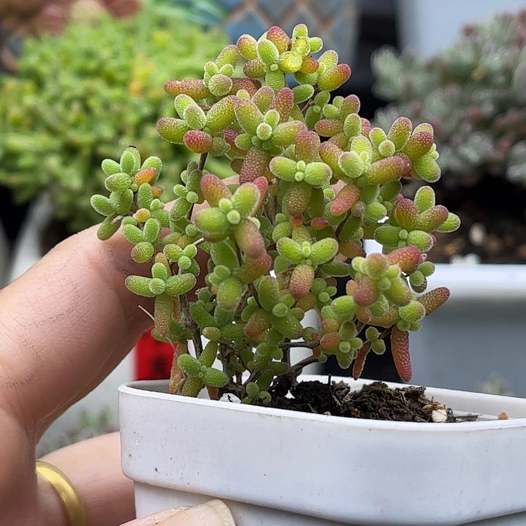 36蜜桔糖球优选枝干番杏