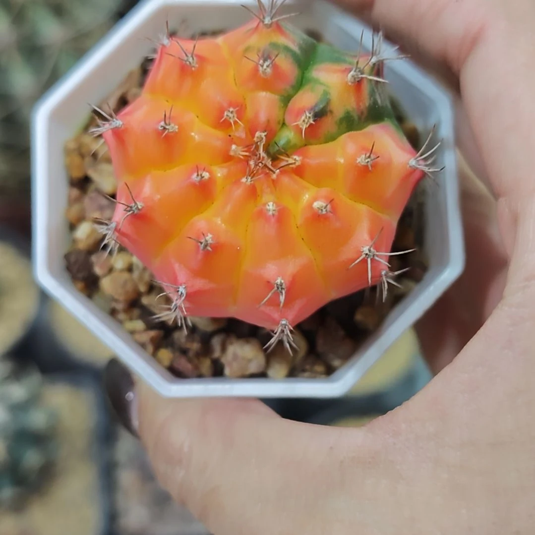 实生根米哈牡丹锦