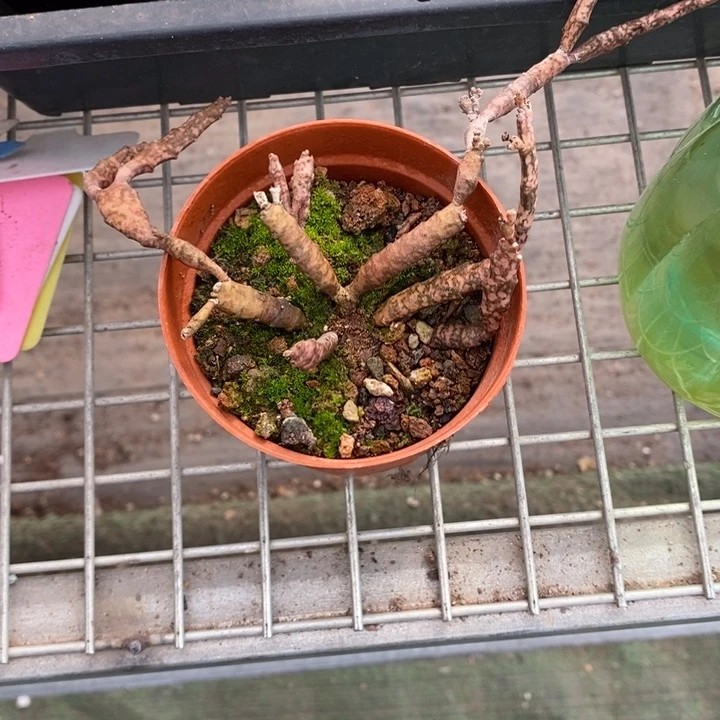 苍***陈伯克利和格蕾纳等著名音乐