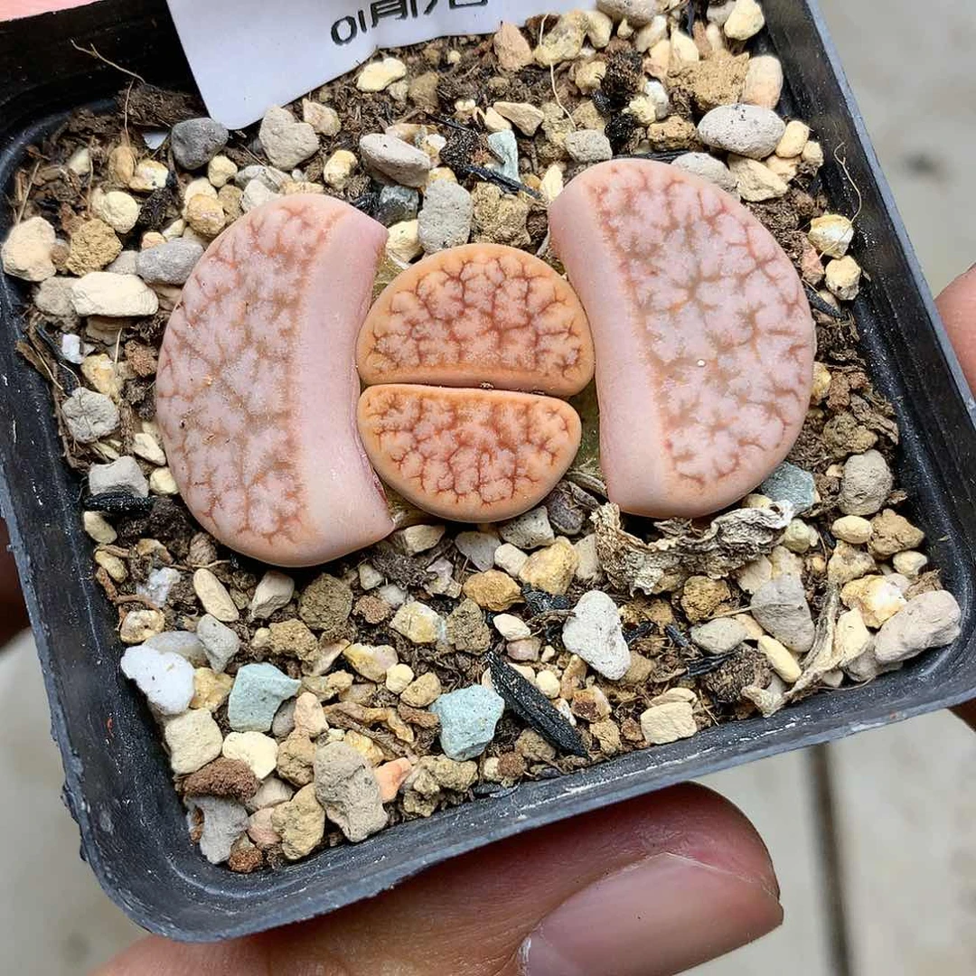 C301多肉植物保护