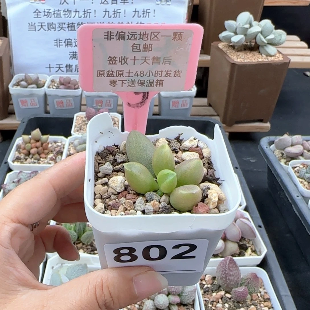 802牛油果多肉植物