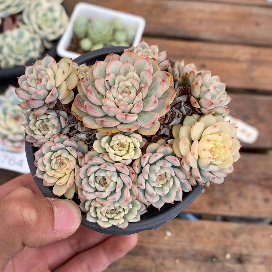 姬莲锦吉娃娃多肉植物6007