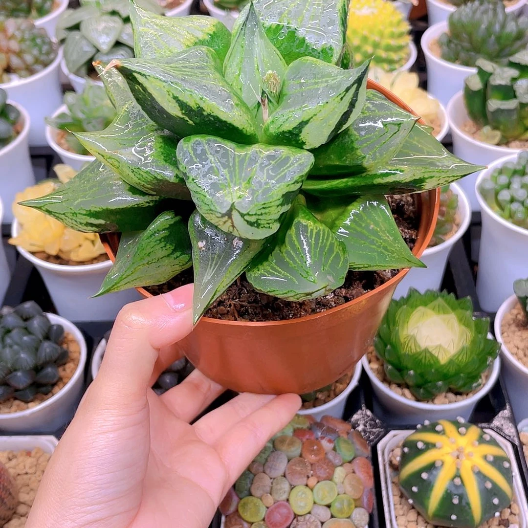 巨大化母本裹般若，原盆