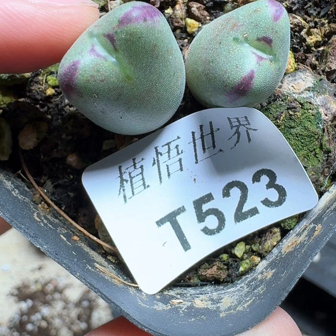 523号多肉植物哇f g