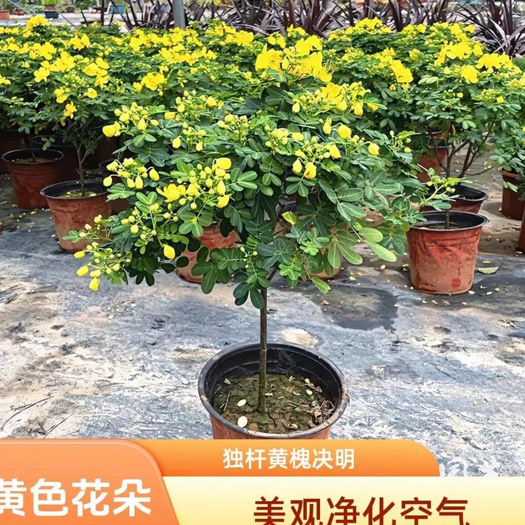 棒棒糖黄金梅盆栽多年生耐寒木本花卉适合室内外庭院