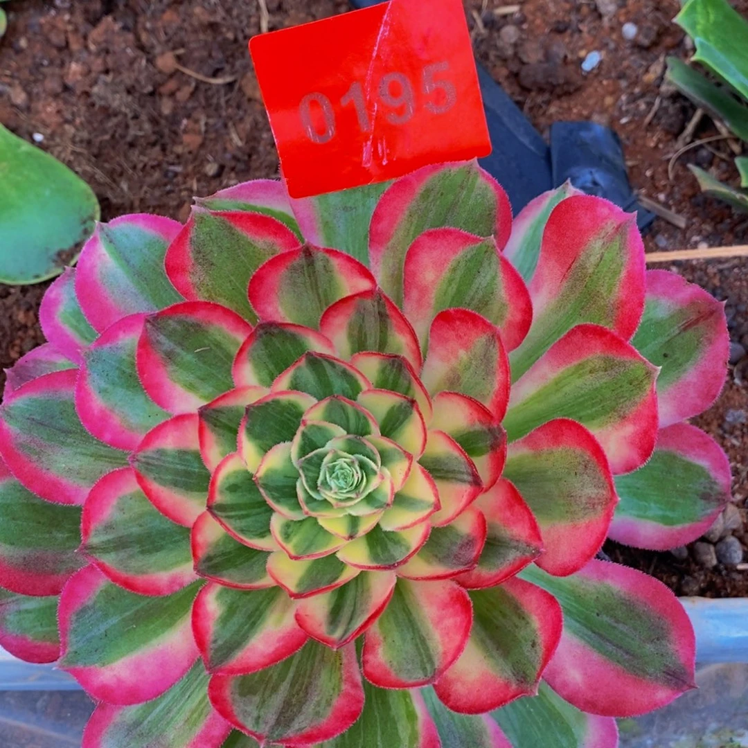 李***）0195多肉植物海堂