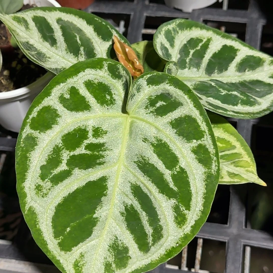 完全开放N123铜锣烧