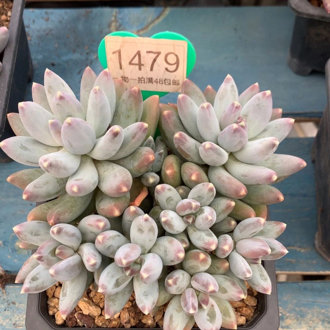 松果美人老桩平头1479