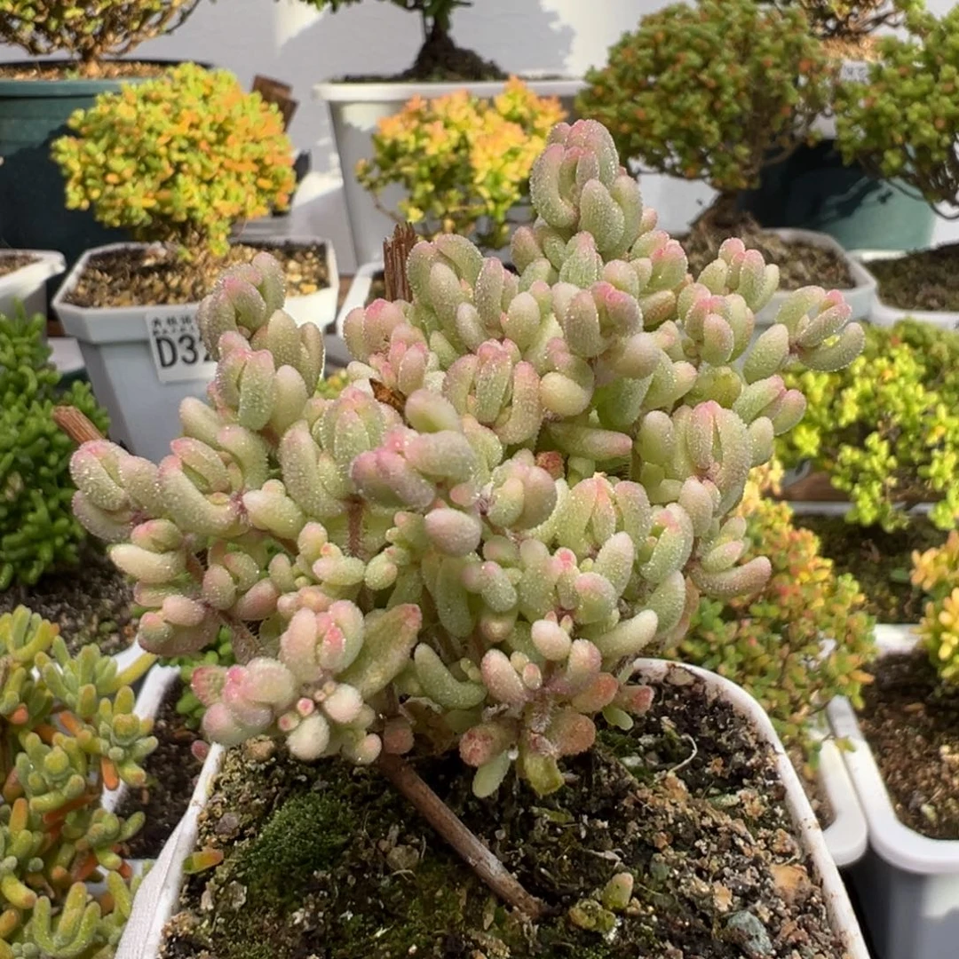 d3265红宝石锦枝干