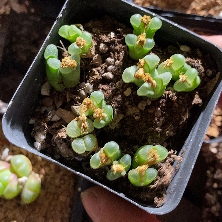26370。   一盒骚粉佛肚。