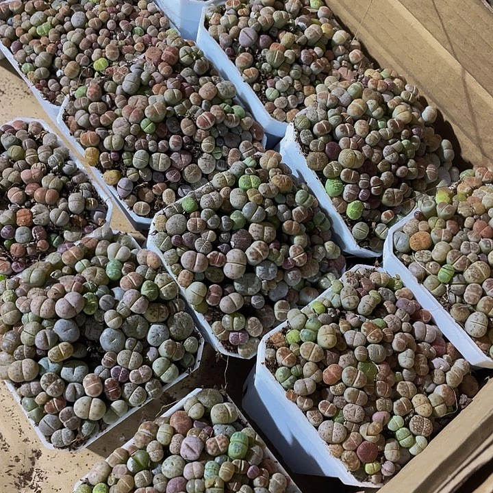 生石花带盆土发货