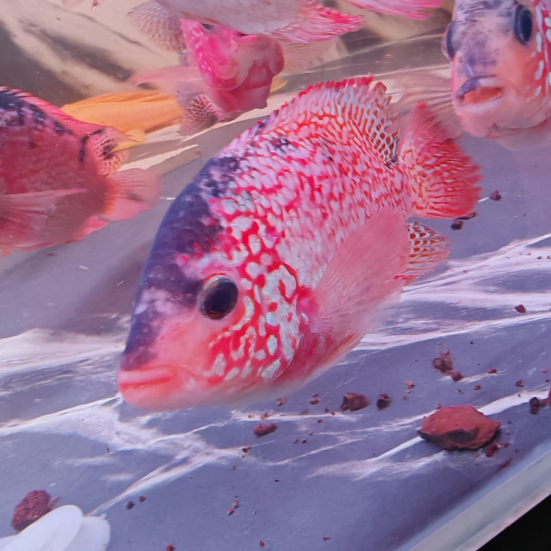 古典火凤淡水，以截图为准鲜活观赏鱼鲜活红鱼活鱼